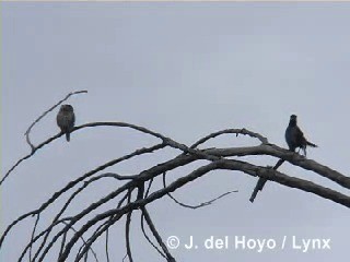 Red-legged Thrush (Cuban) - ML201305831