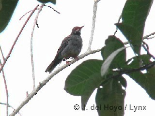 Western Red-legged Thrush (Rusty-bellied) - ML201305841