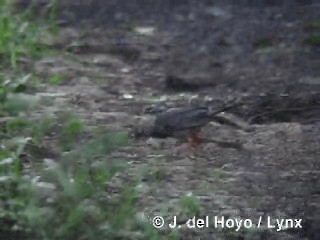 Western Red-legged Thrush (Rusty-bellied) - ML201305851