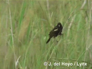 Red-shouldered Blackbird - ML201305911