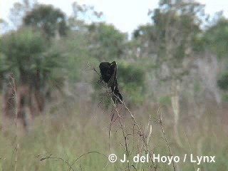 Red-shouldered Blackbird - ML201305951