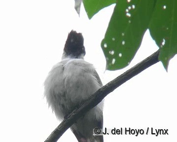 Loggerhead Kingbird (Loggerhead) - ML201306101