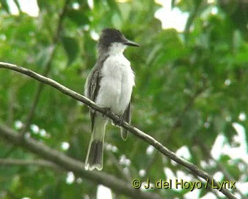 karibkongetyrann (caudifasciatus gr.) - ML201306111