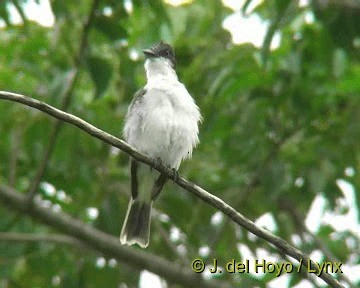 karibkongetyrann (caudifasciatus gr.) - ML201306121