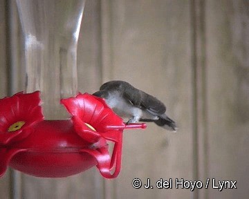 Gray-breasted Sabrewing - ML201306141