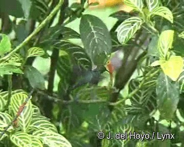 Blue-tailed Emerald - ML201306151