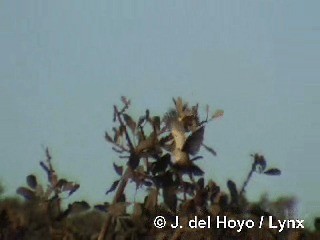 Chapada Flycatcher - ML201306241