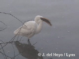 volavka bílá (ssp. modesta) - ML201306401