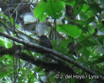 Black-streaked Puffbird - ML201306441