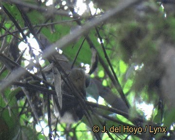 Slaty Antwren - ML201306461