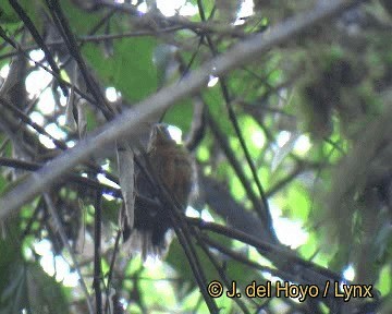 Slaty Antwren - ML201306471