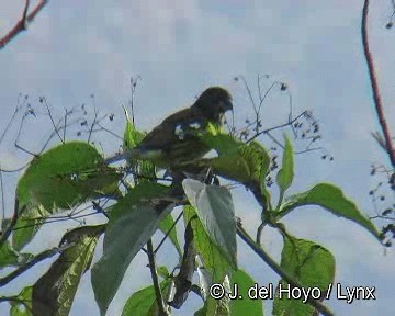 セグロオウゴンイカル（uropygialis／terminalis） - ML201306511