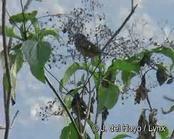 Black-backed Grosbeak (Yellow-rumped) - ML201306521