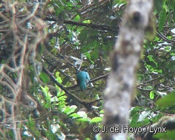 Crested Quetzal - ML201306571