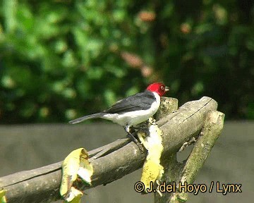 rødhettekardinal (gularis) - ML201306601