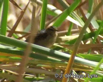 Wren-like Rushbird - ML201306611