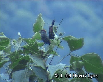 Slaty Tanager - ML201306631