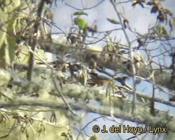 Chestnut-bellied Mountain Tanager - ML201306641