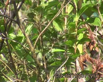 Spotted Tanager - ML201306721