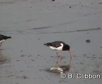 South Island Oystercatcher - ML201306891