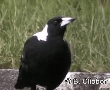 Australian Magpie (Tasmanian) - ML201306971