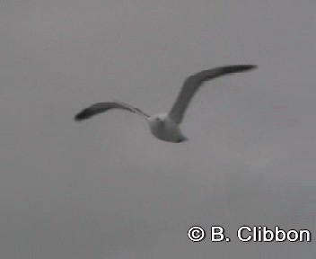 Kelp Gull - ML201307041