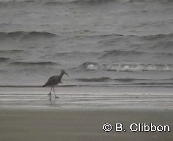 Whimbrel (Siberian) - ML201307141