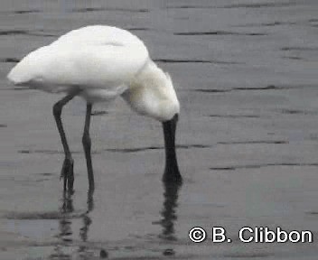 Royal Spoonbill - ML201307231