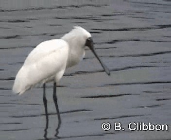 Royal Spoonbill - ML201307241