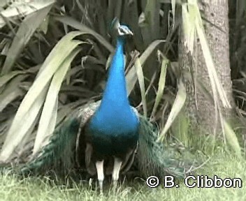 Pavo Real Común - ML201307251