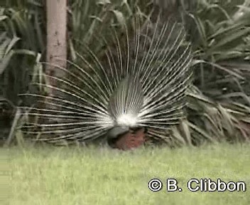 Indian Peafowl - ML201307261