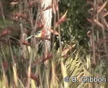 Eastern Rosella - ML201307271