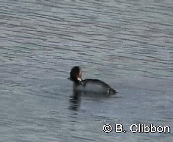 Great Crested Grebe - ML201307281