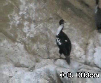 Cormorán Carunculado - ML201307351