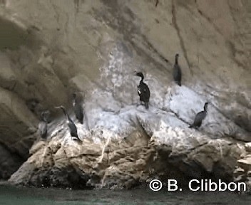 Cormoran caronculé - ML201307361