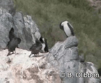 Stewart Island Shag - ML201307391