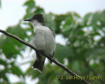 karibkongetyrann (caudifasciatus gr.) - ML201308061