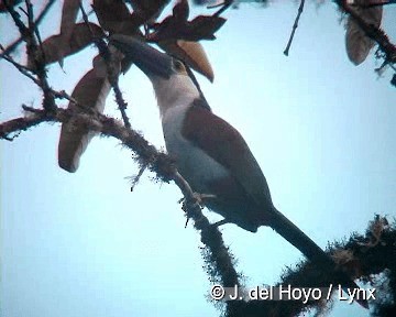 Black-billed Mountain-Toucan - ML201308121