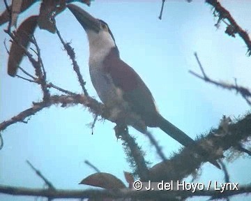 Tucán Piquinegro - ML201308131