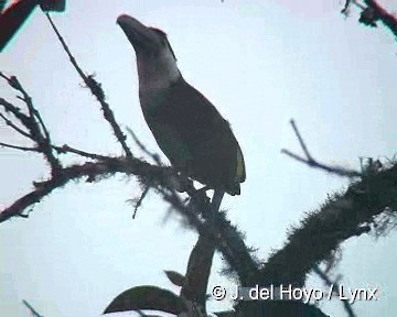 Black-billed Mountain-Toucan - ML201308141