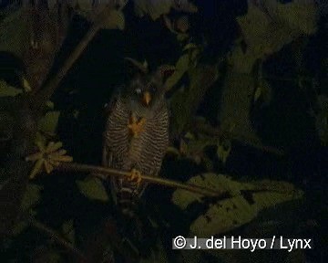 Chouette huhul (forme de San Isidro) - ML201308221