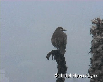 Stout-billed Cinclodes - ML201308231