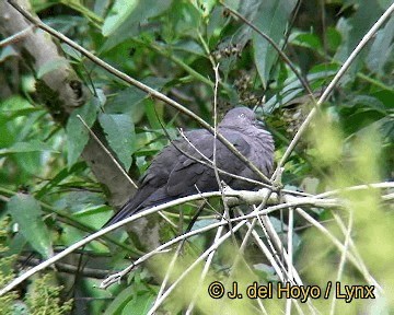 holub šedorůžový - ML201308251