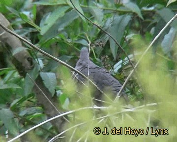 Plumbeous Pigeon - ML201308271