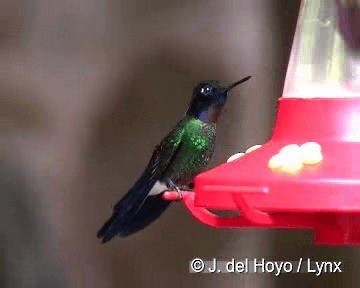 Colibrí Turmalina - ML201308341