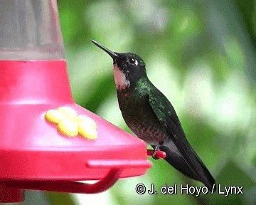 Colibrí Turmalina - ML201308371