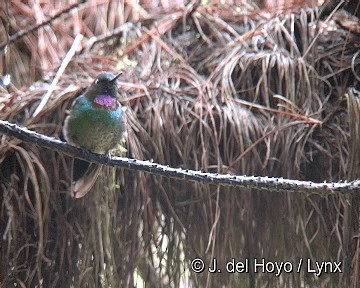 Colibrí Turmalina - ML201308391