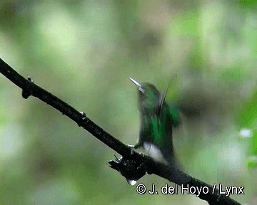 Tourmaline Sunangel - ML201308411