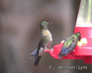 Tyrian Metaltail (Tyrian) - ML201308451