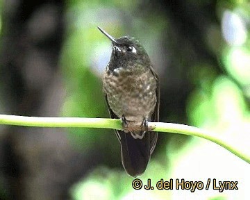 Tyrian Metaltail (Tyrian) - ML201308461